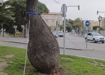 Retiran un árbol singular de los jardines de Canalejas por riesgo de caída